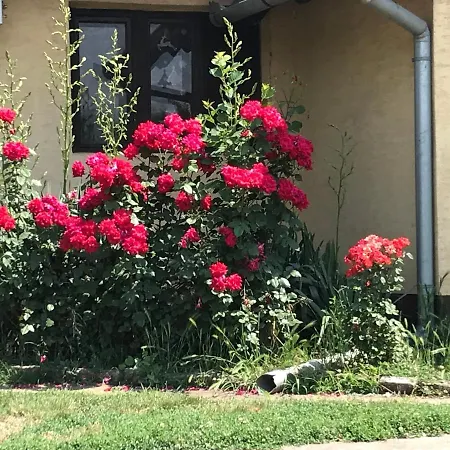 公寓 Salas Striber Vrbas