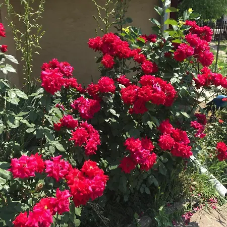 Appartamento Salas Striber *